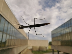 Tenodera australasiae