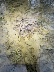 Cardamine pensylvanica