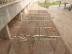 Tenodera australasiae