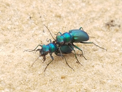 Cicindela nigrior