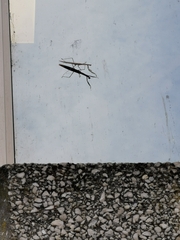 Tenodera australasiae