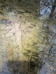 Cardamine pensylvanica