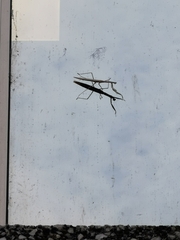 Tenodera australasiae