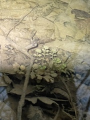 Cardamine pensylvanica