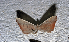 Macrosoma rubedinaria