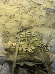 Cardamine pensylvanica