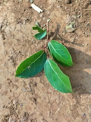Flacourtia indica