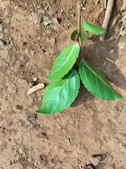 Flacourtia indica