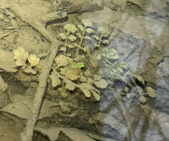 Cardamine pensylvanica