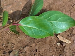 Flacourtia indica
