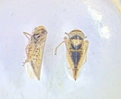 Membracoidea