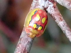 Paropsisterna nobilitata