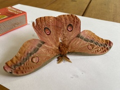 Opodiphthera loranthi