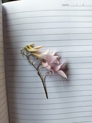 Dendrobium barbatulum