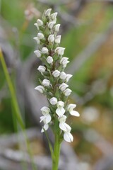 Brownleea parviflora