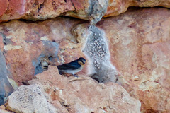 Hirundo neoxena carteri