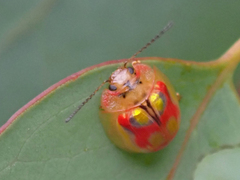 Paropsisterna nobilitata