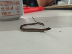 Tetradactylus fitzsimonsi