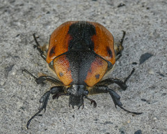 Chondropyga dorsalis