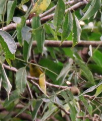 Euphonia gouldi