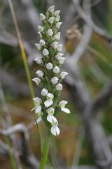 Brownleea parviflora
