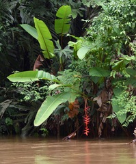 Heliconia pogonantha