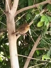 Ploceus cucullatus