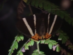 Lychnographa heroica