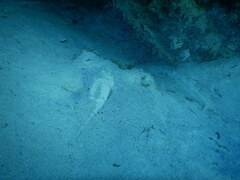 Platycephalidae