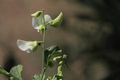 Crotalaria verrucosa