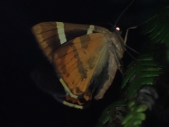 Lychnographa heroica