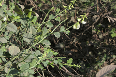 Crotalaria verrucosa