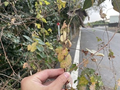 Vitis ficifolia