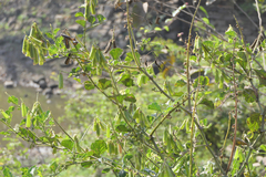 Crotalaria verrucosa