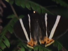 Lychnographa heroica