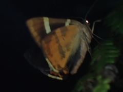 Lychnographa heroica