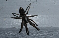 Lampona cylindrata
