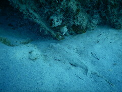 Platycephalidae