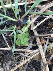Lamium purpureum