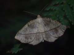 Planolocha obliquata