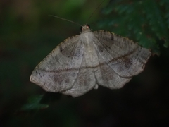 Planolocha obliquata