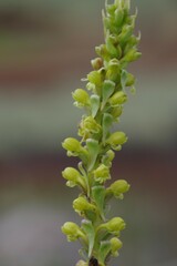 Satyrium parviflorum