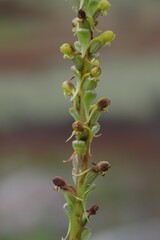 Satyrium parviflorum