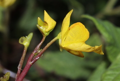 Utricularia australis