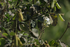 Crotalaria verrucosa