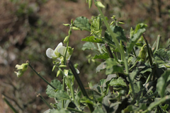 Crotalaria verrucosa