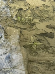 Cardamine pensylvanica