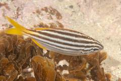 Atypichthys strigatus