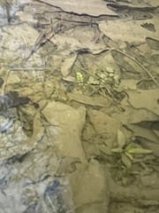 Cardamine pensylvanica