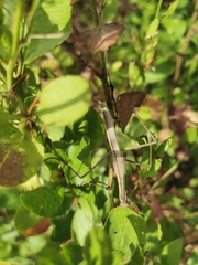 Tenodera australasiae